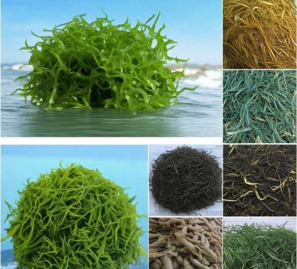 海带头与海带，营养价值大比拼及食用方法解析,海带头与海带，营养价值与食用方法拼,营养价值,第1张
